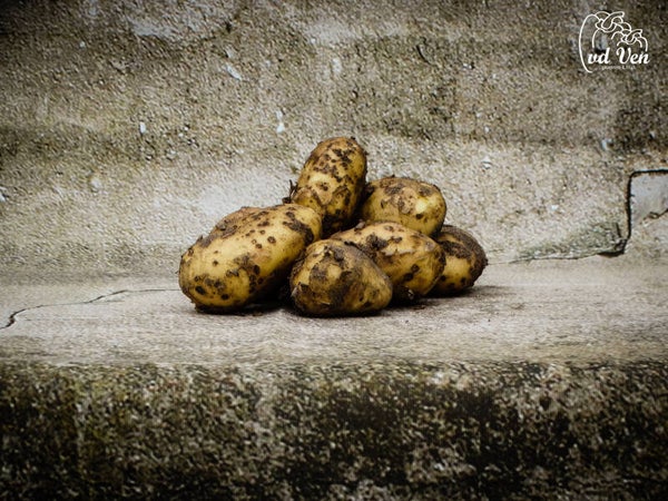 Aardappel, Frieslander NO