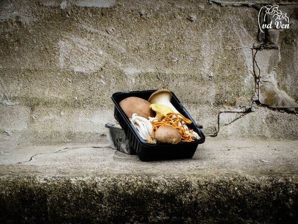 Luxe, bospaddenstoelenmix