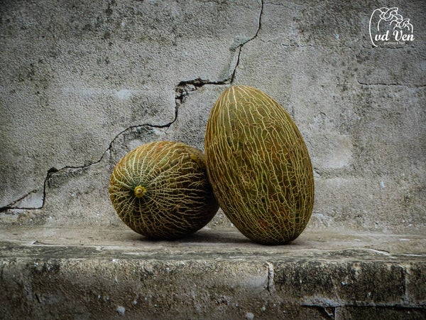 Meloen, piel de sapo