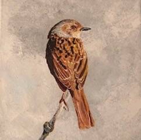 Collectie Rita: Heggenmus VERKOCHT
