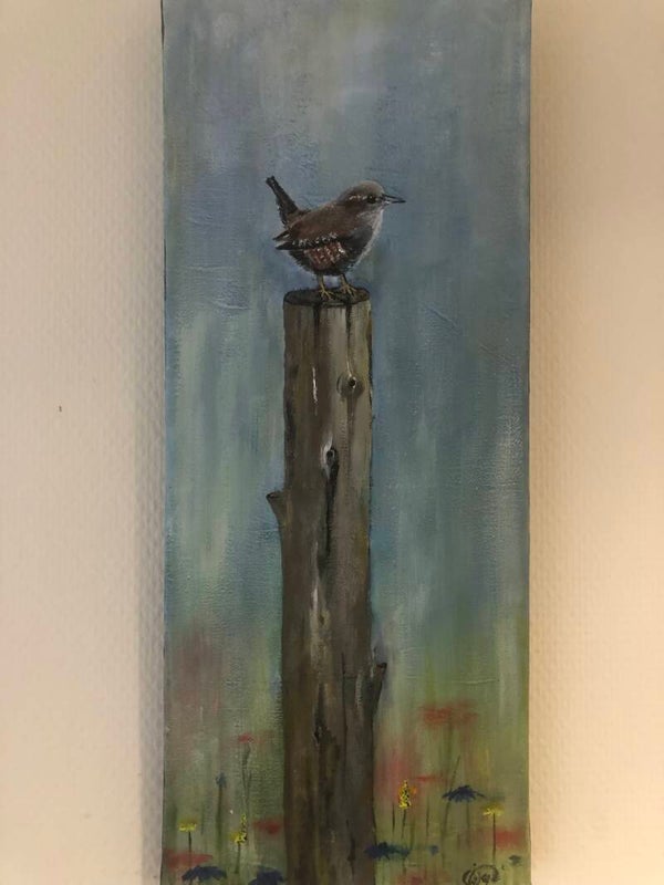 Collectie Wiep: Winterkoninkje