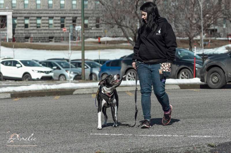 entraineure qui marche avec une pittbull, les 2 se regardent