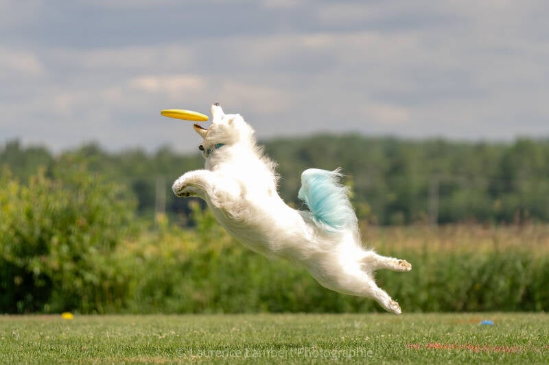team talgor samoyede a la queue bleu disc samoyede
