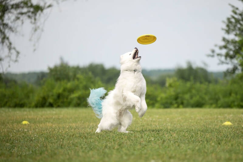 team talgor disc dog samoyede
