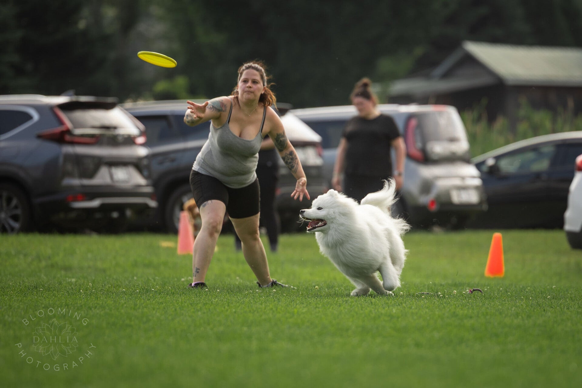 dresseur canin qui lance un frisbee et le samoyede le pourchasse lors dune competition