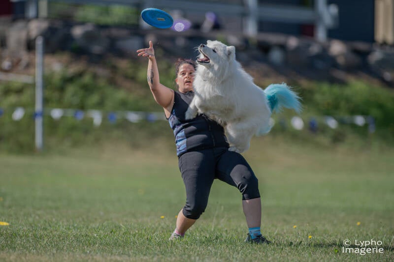 usddn2026 samoyede frisbee team talgor