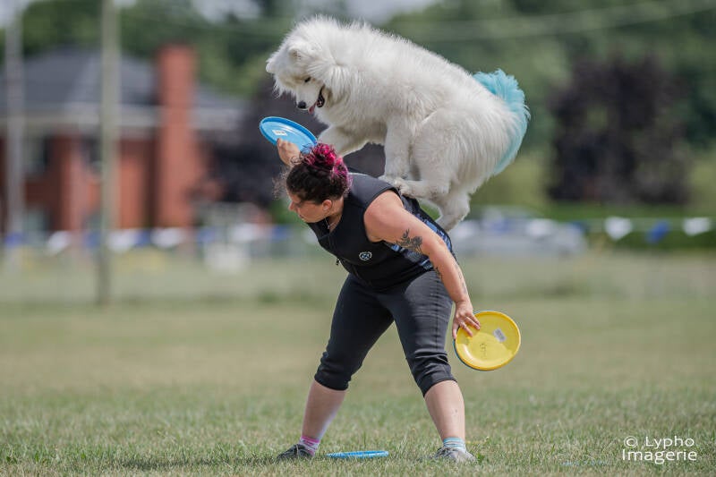 usddn2026 team talgor samoyede disc