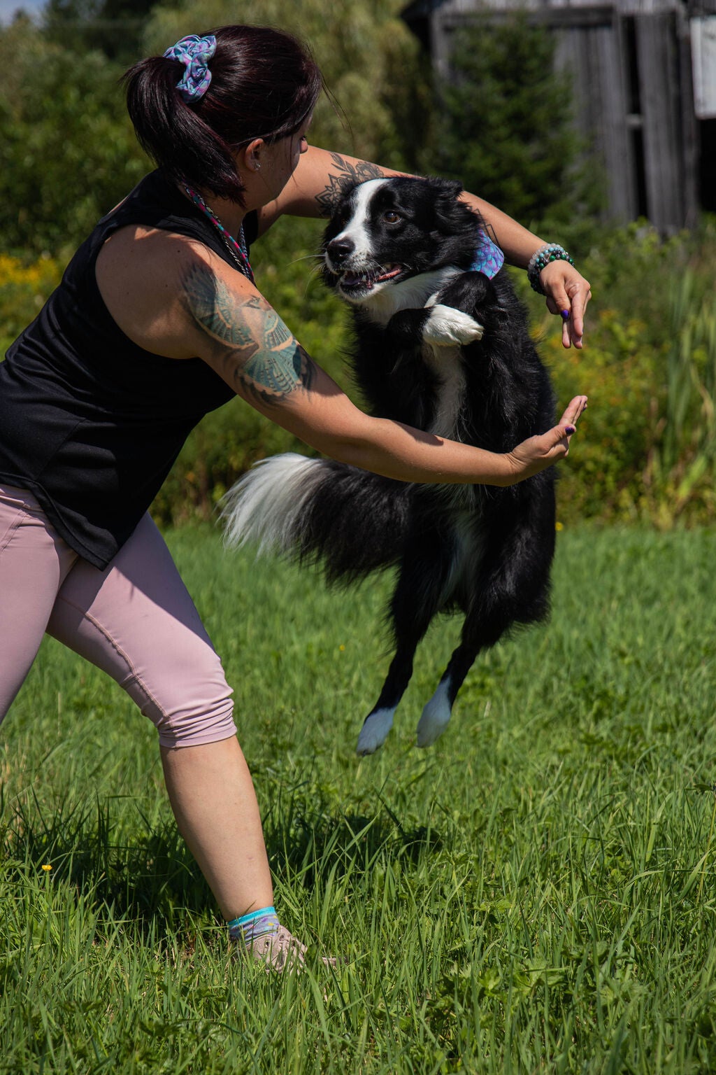 border collie qui saute dans le rondde bras que fais sa dresseuse en beauce