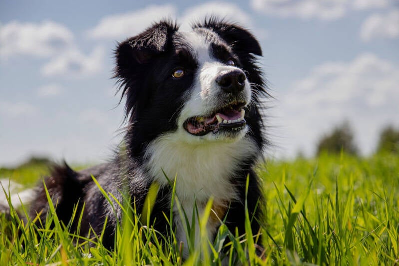 border collie avec regard lumineux, couché dans l'herbe a saint-come liniere en beauce