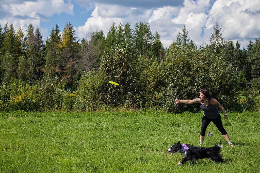 educatrice canine qui lance un frisbee et son border collie qui le pourchasse en beauce