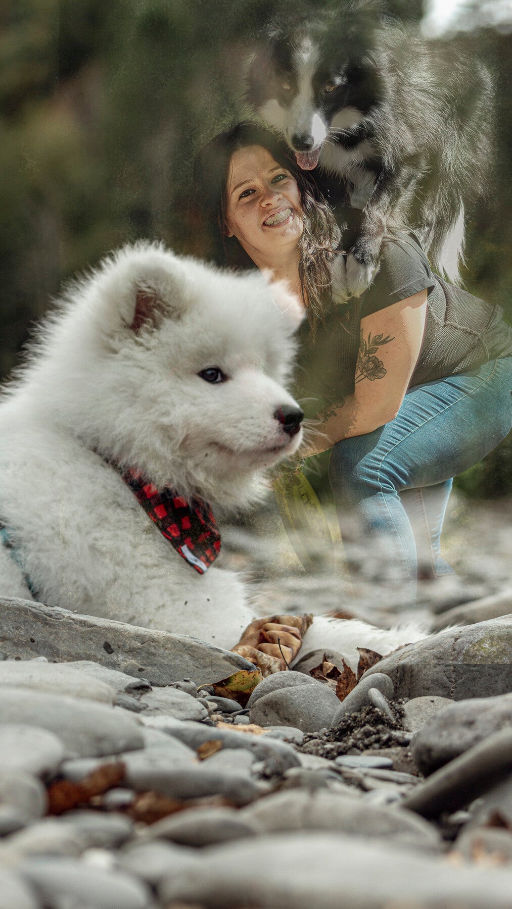 montage photo, femme avec un border collie sur son dos et un petit samoyede a lavant