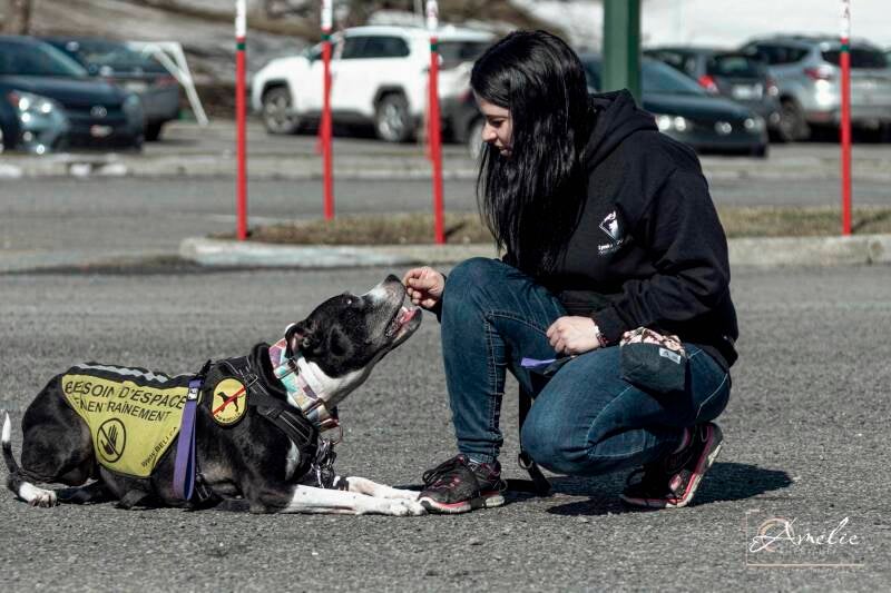 dresseur de chien, femme qui donne une gaterie à un pittbull en entrainement