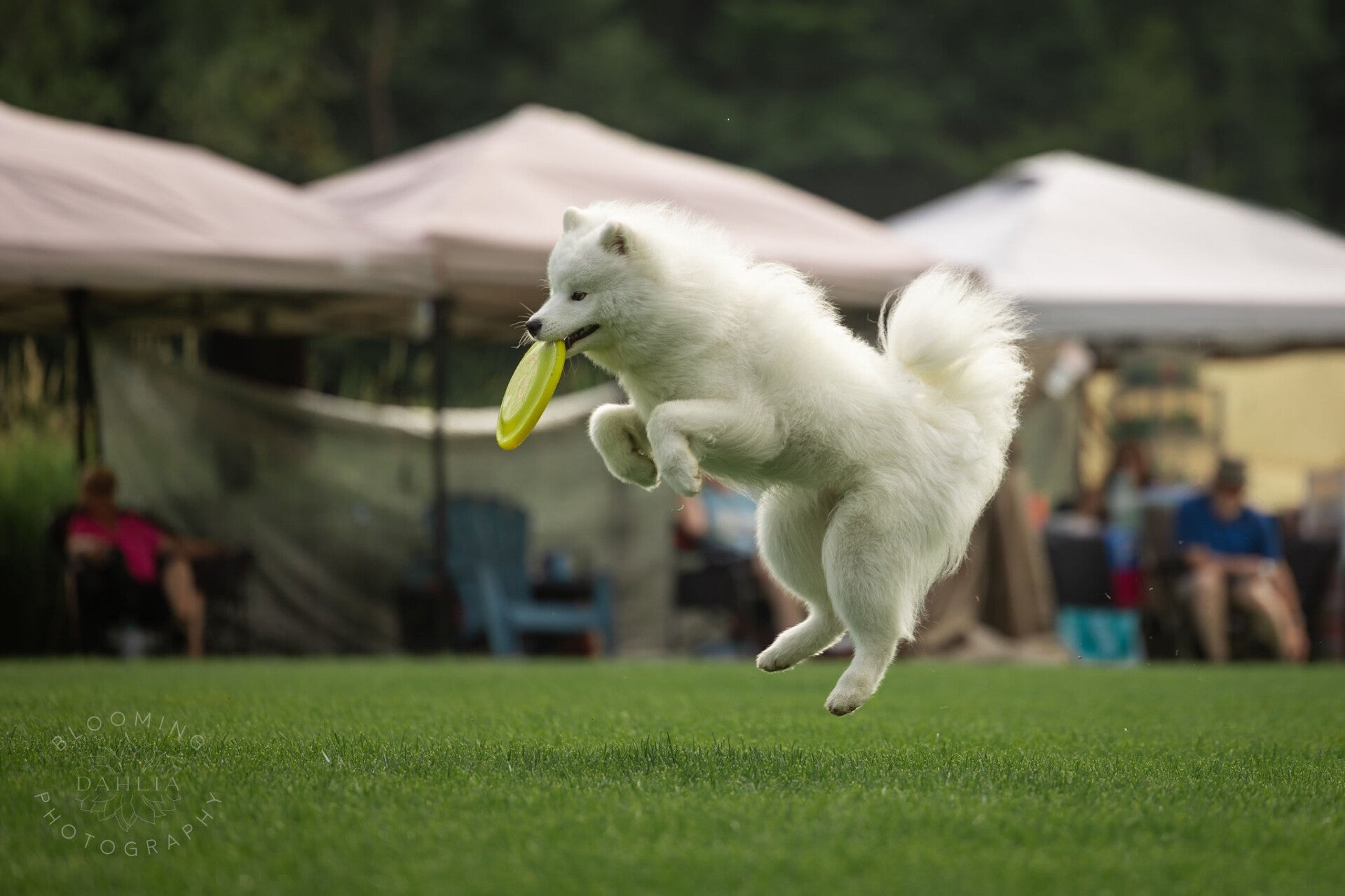 samoyede attrapant un frisbee en compétition