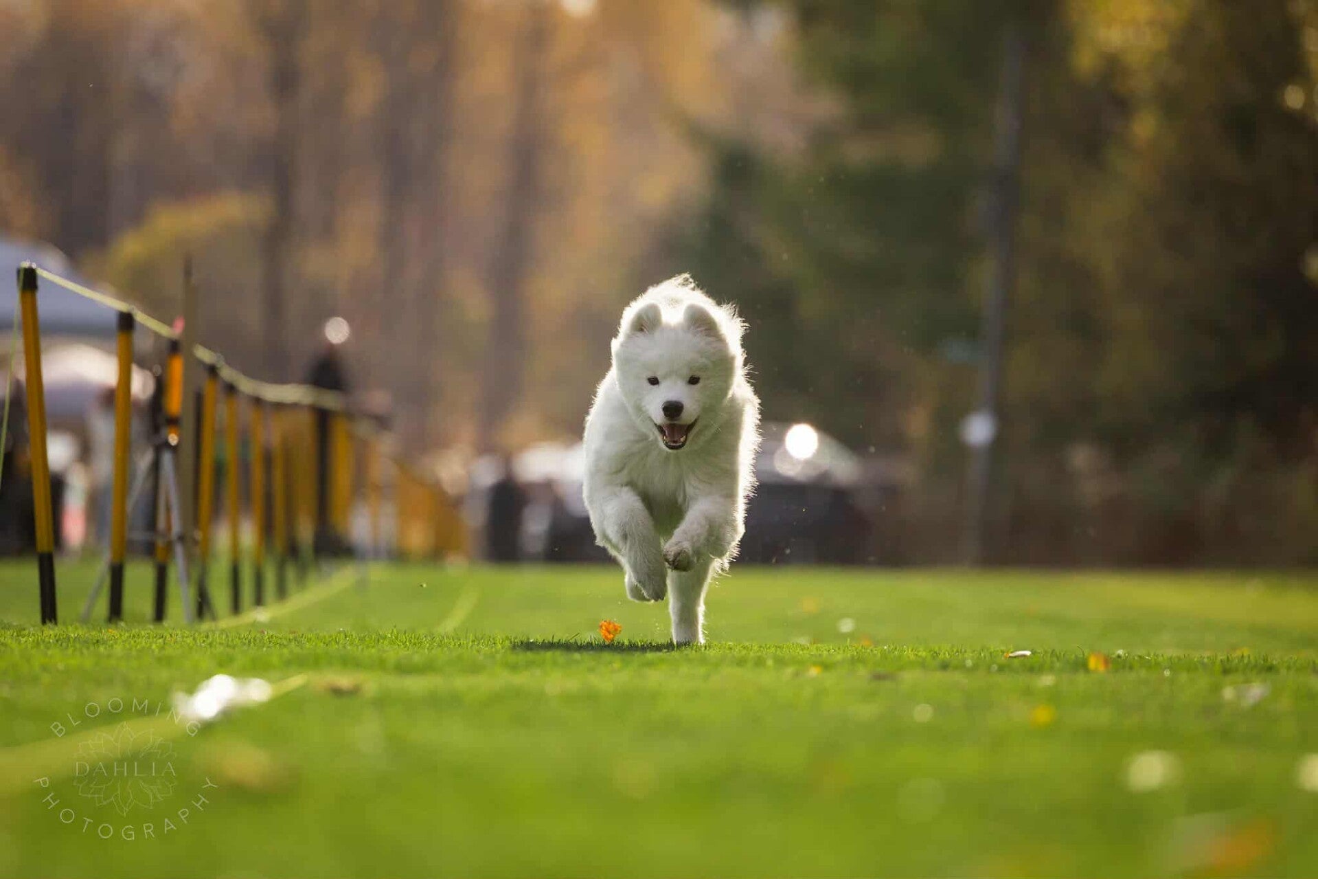 samoyede qui court lors dun sprinter a plein air canin a levis