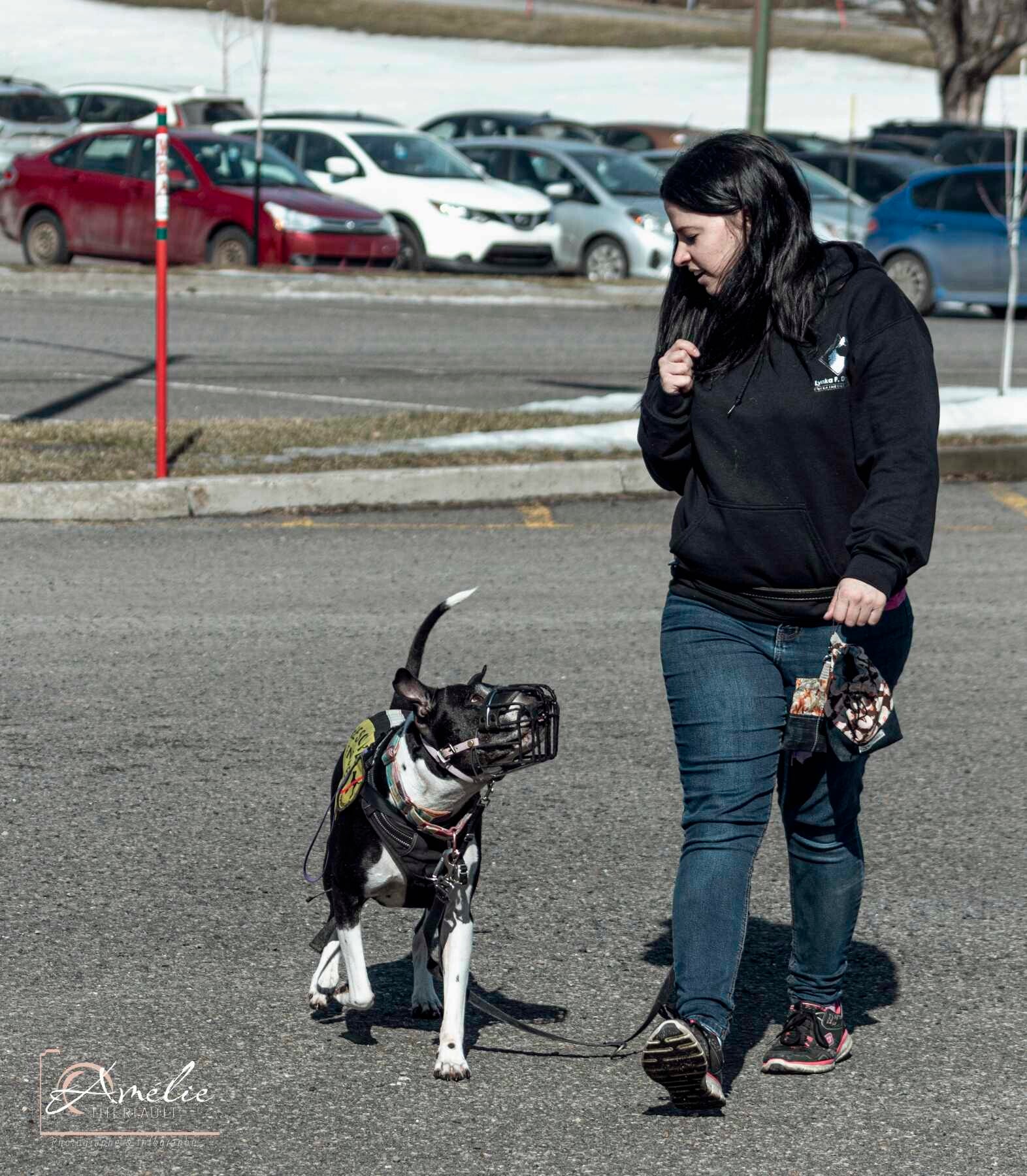 Dressage d'un pittbull, Femme qui marche avec un pitbull qui porte une musoliere