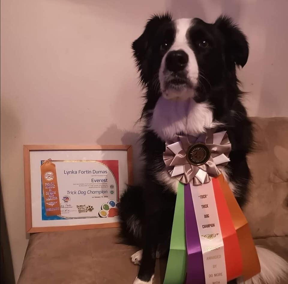 TDCH DMWYD border collie avec son ruban de champion trick dog obtenue avec son dresseur canin a st georges de beauce 