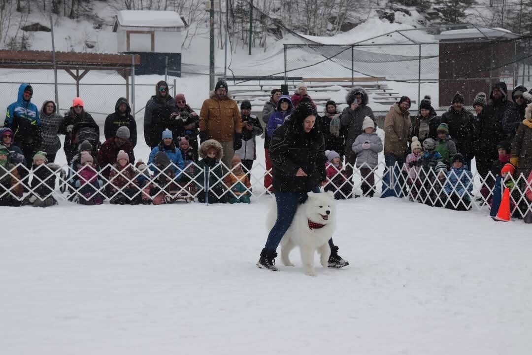 samoyede qui marche entre les jambe de son humaine lors dun spectacle a lexterieur