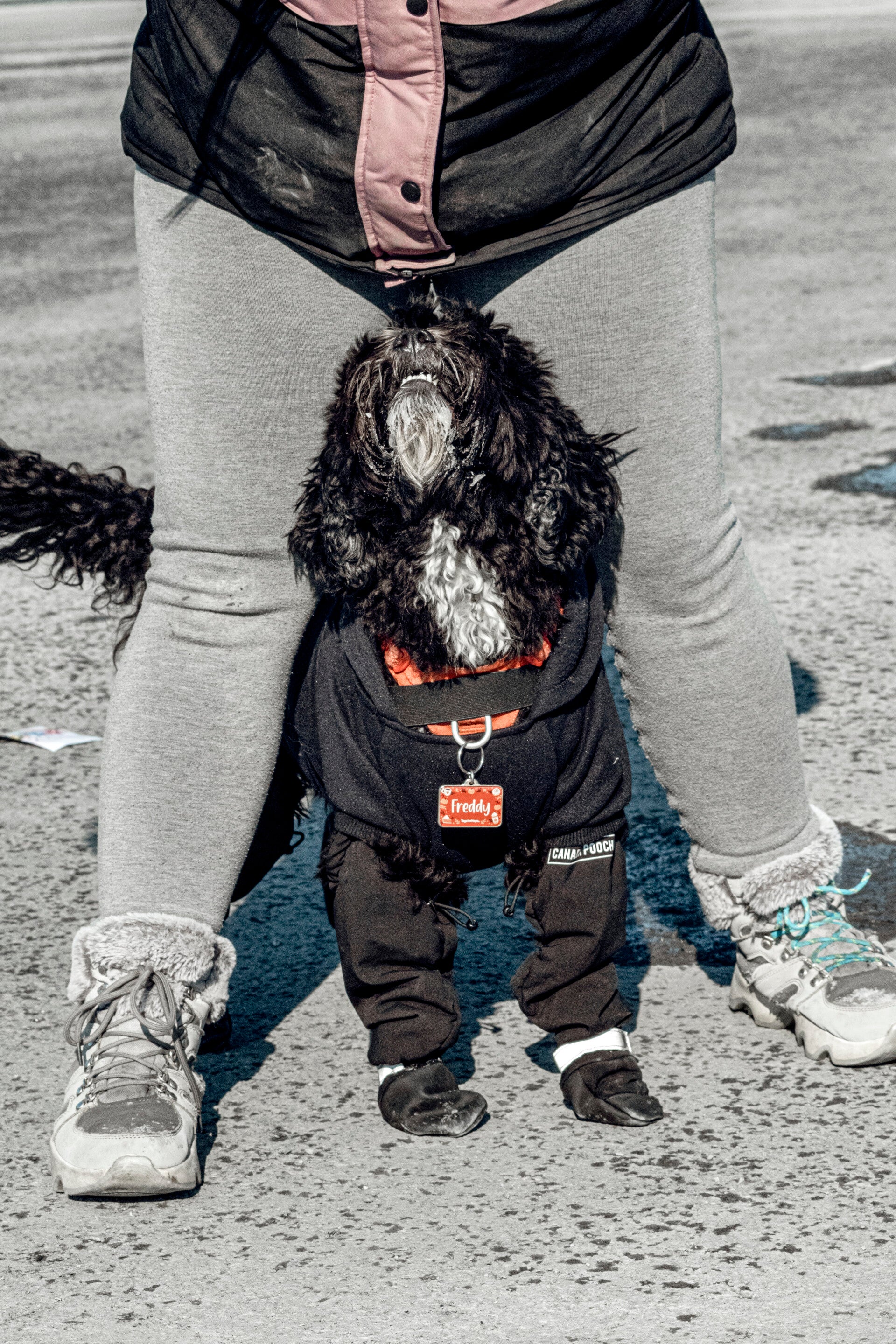 entraineure canin qui travaille le pee-ka-boo avec un petit chien frisé lors de son entrainement en chaudiere appalaches