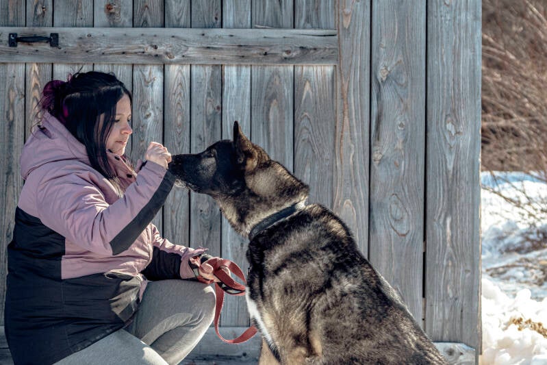 Femme qui dresse 2 husky sur 2 image différente, l'une en assis, l'autre en beau, en chaudière-appalaches