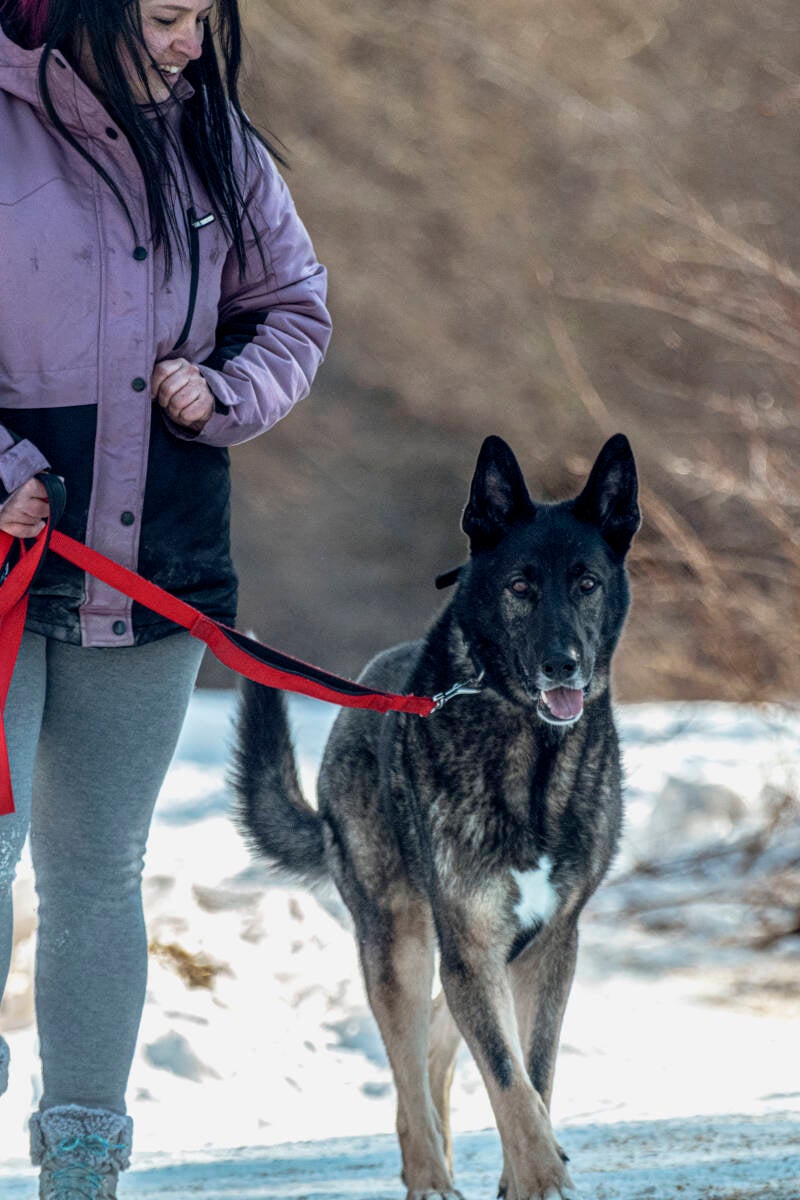 dresseure canine qui marche avec un husky
