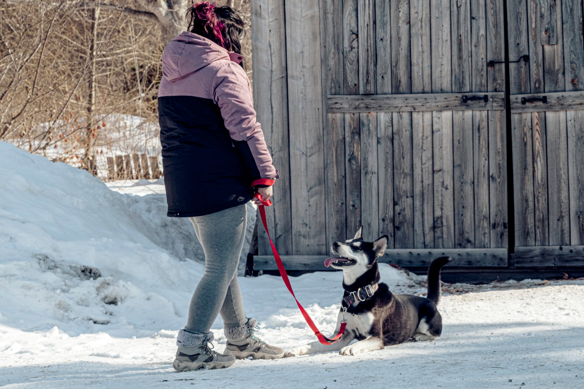 dresseuse qui entraine un husky sur un couché reste a saint-martin en beauce