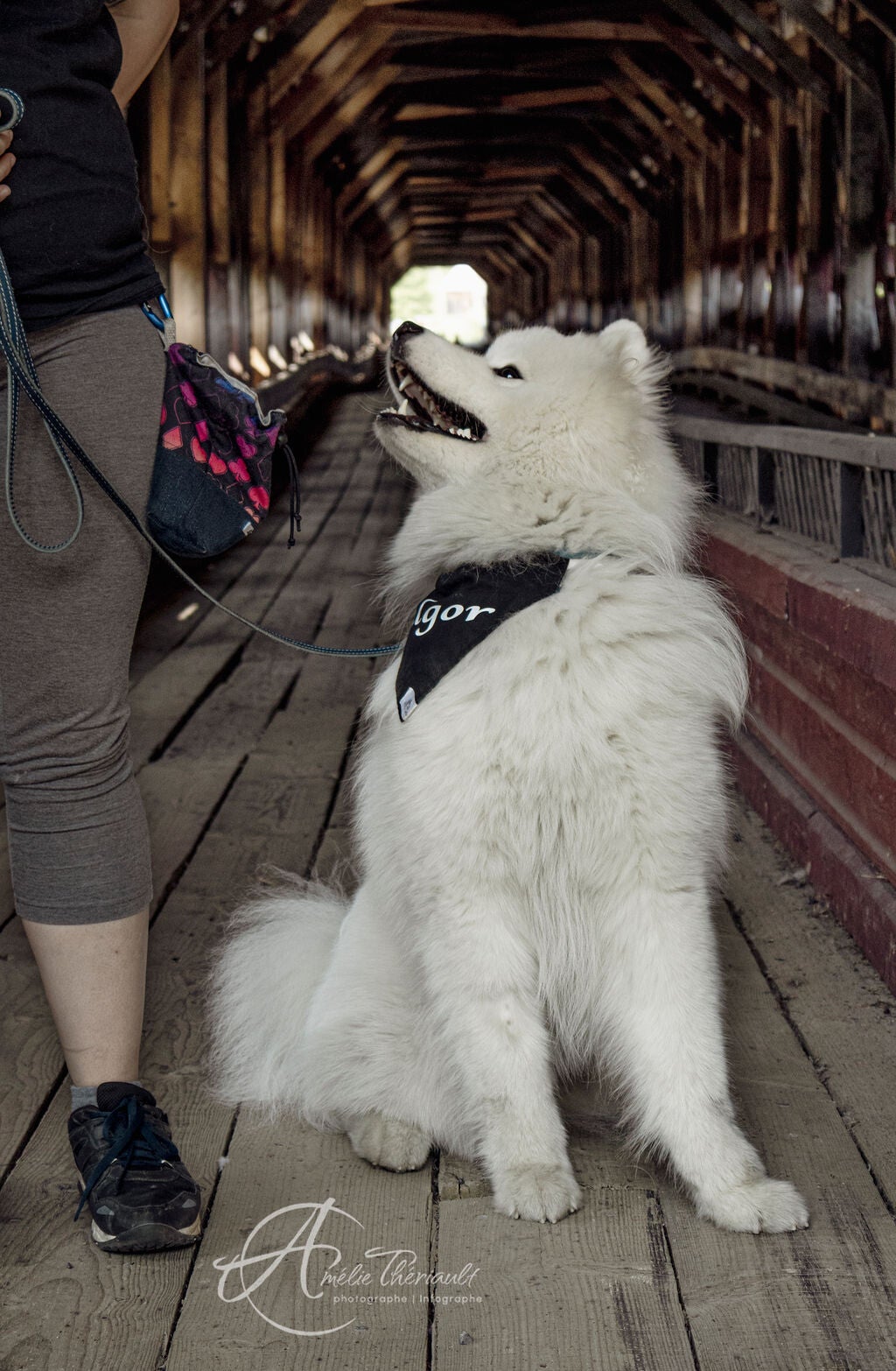 samoyede lors dune seance de dressage qui regarde sa dresseuse pour avoir une gaterie au pont couvert a notre-dames-des pins