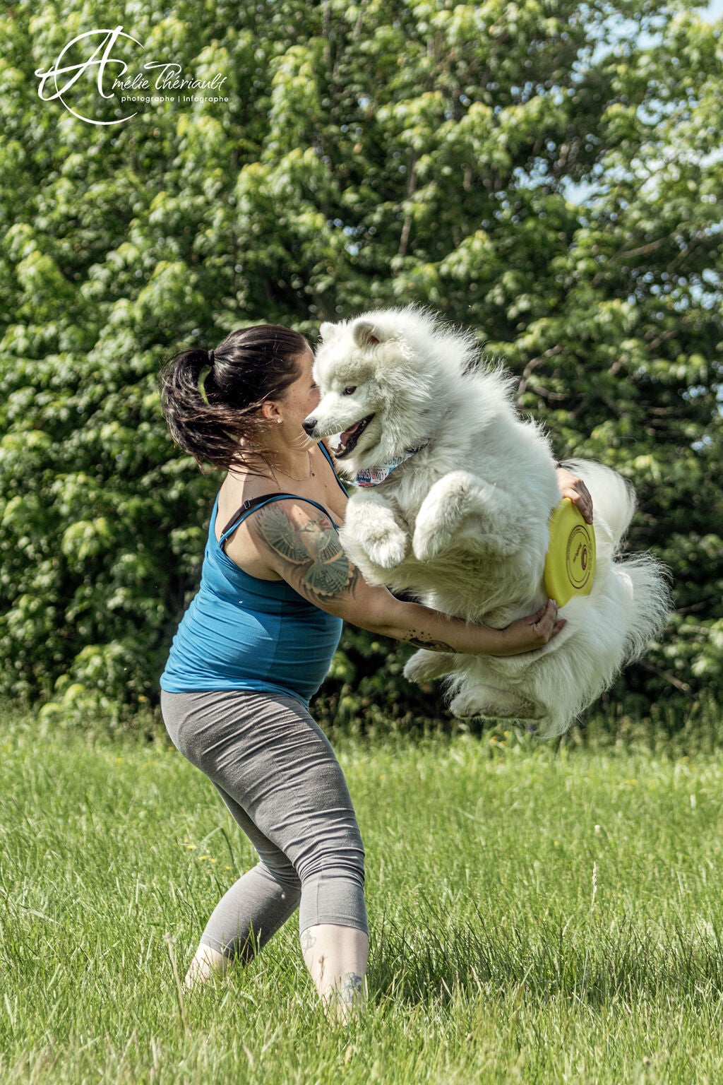 samoyede qui saute dans le rond de bras que fais son entraineure a st georges de beauce