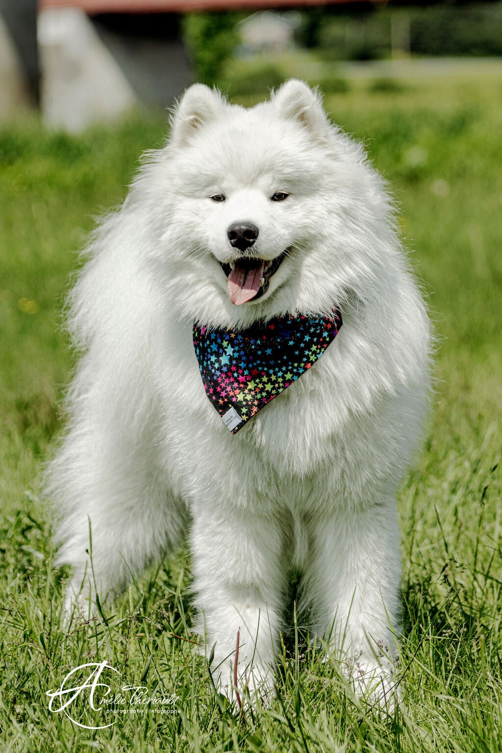 Samoyede qui fait une pub de foulard attitude animale a notre dame des pin en beauce