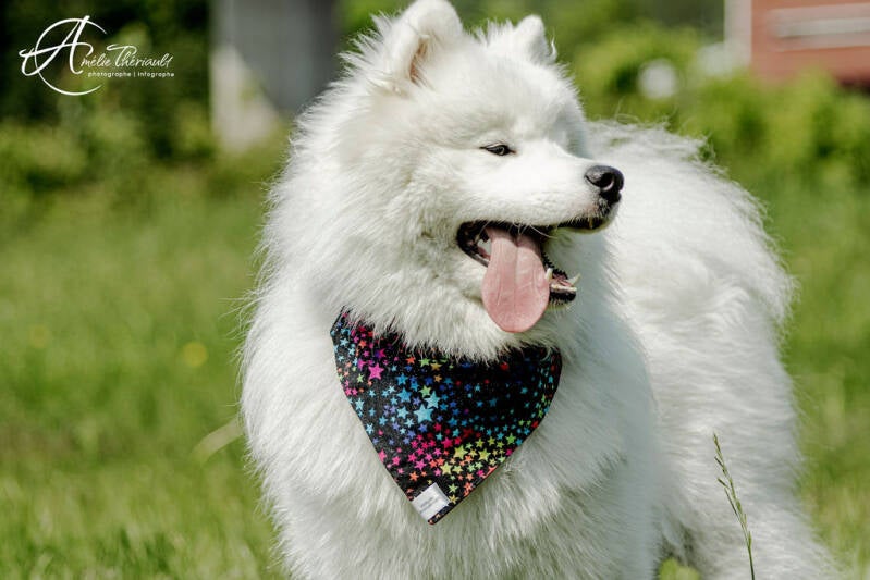 samoyede heureux avec la langue sorti et il porte un foulard a notre dame des pins