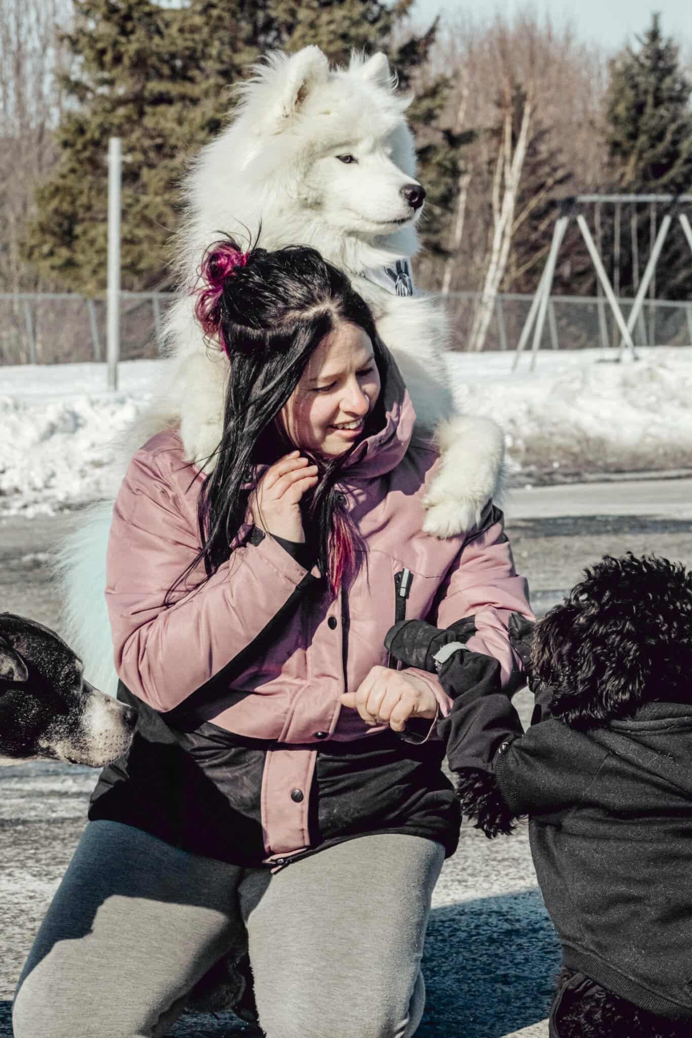 Femme qui s'amuse avec 3 chien  en fesant du dressage, en beauce, samoyede, pittbull, chien frisé