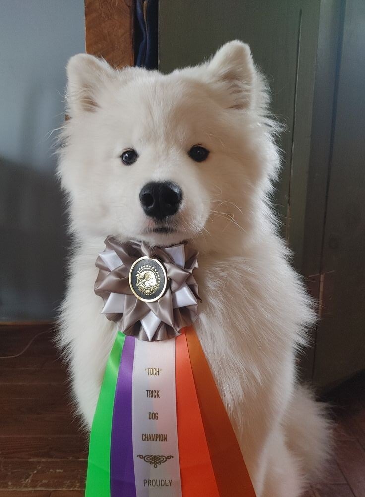 samoyede avec son ruban de trick dog champion obtenue avec sa dresseuse canin a st georges de beauce