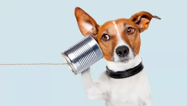 Une séance de communication animale