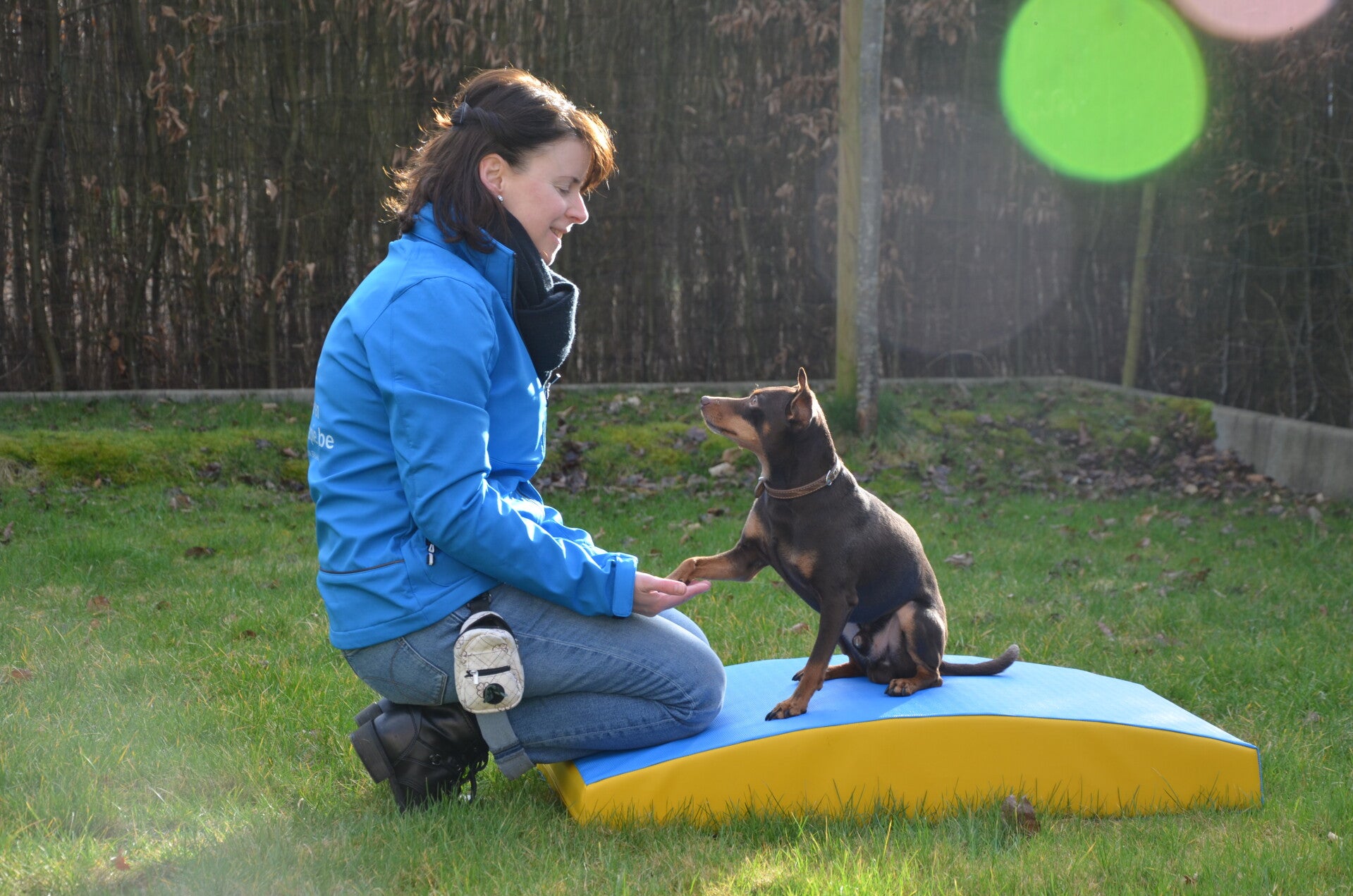 Hondentraining in de hondenschool