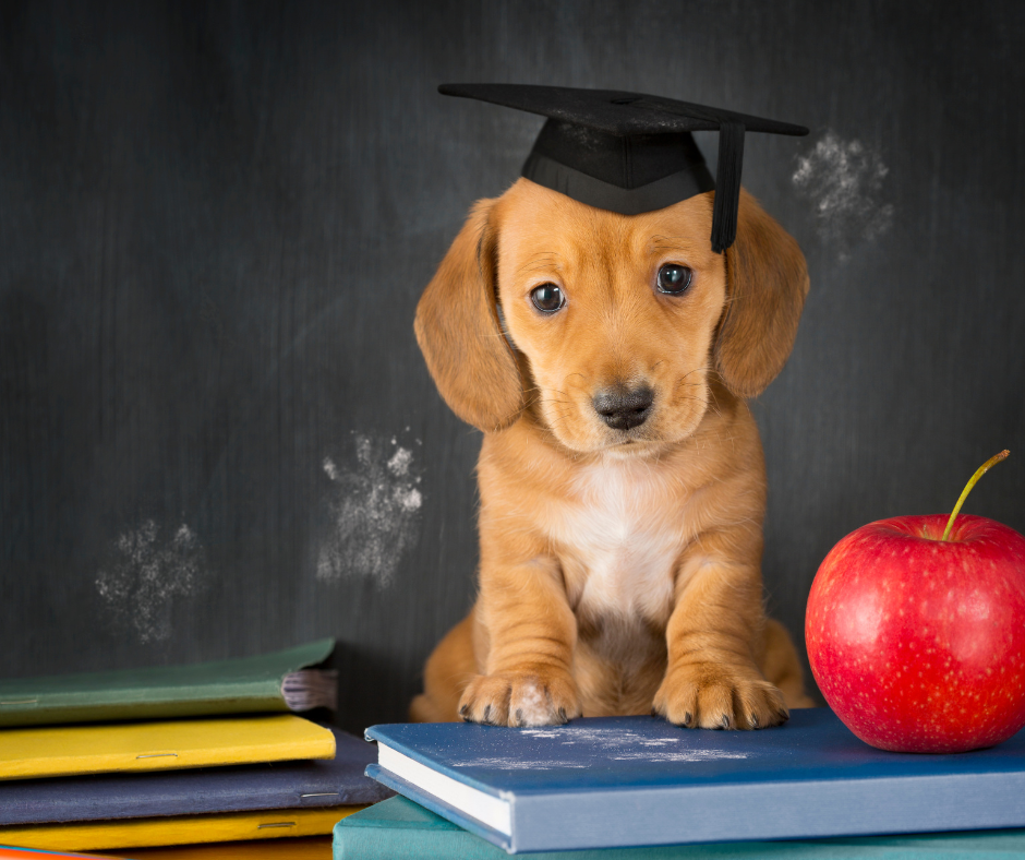 Puppytraining in de hondenschool
