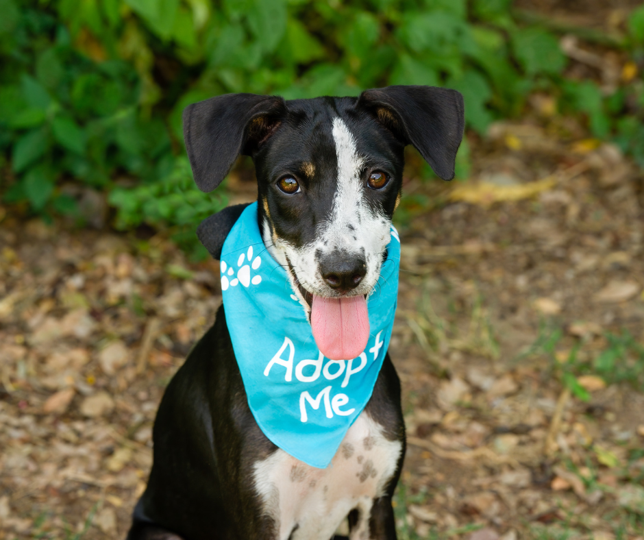 Een adoptiehond in de hondenschool
