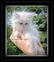Blessed Tiny Paws