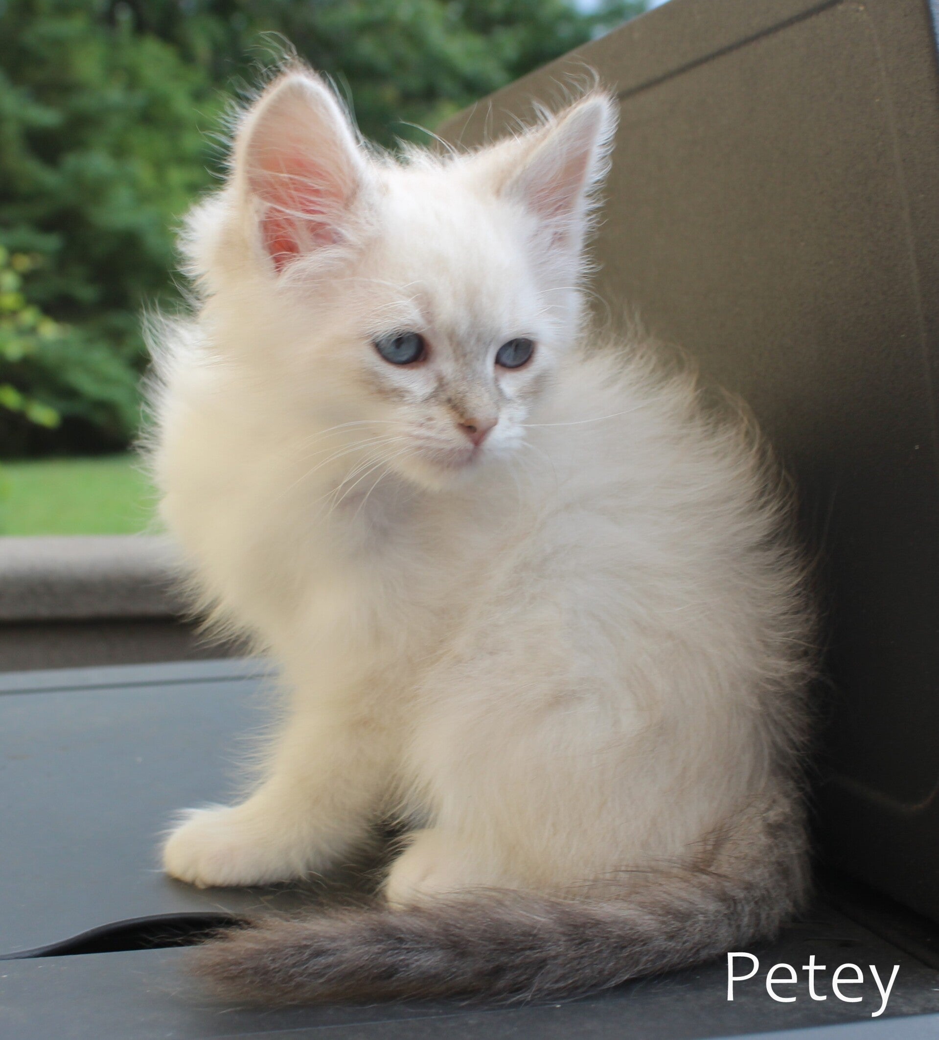 Petey