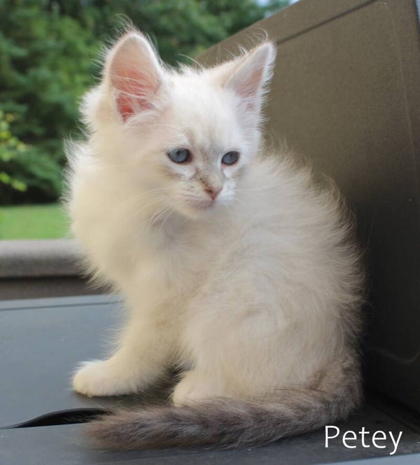Petey
