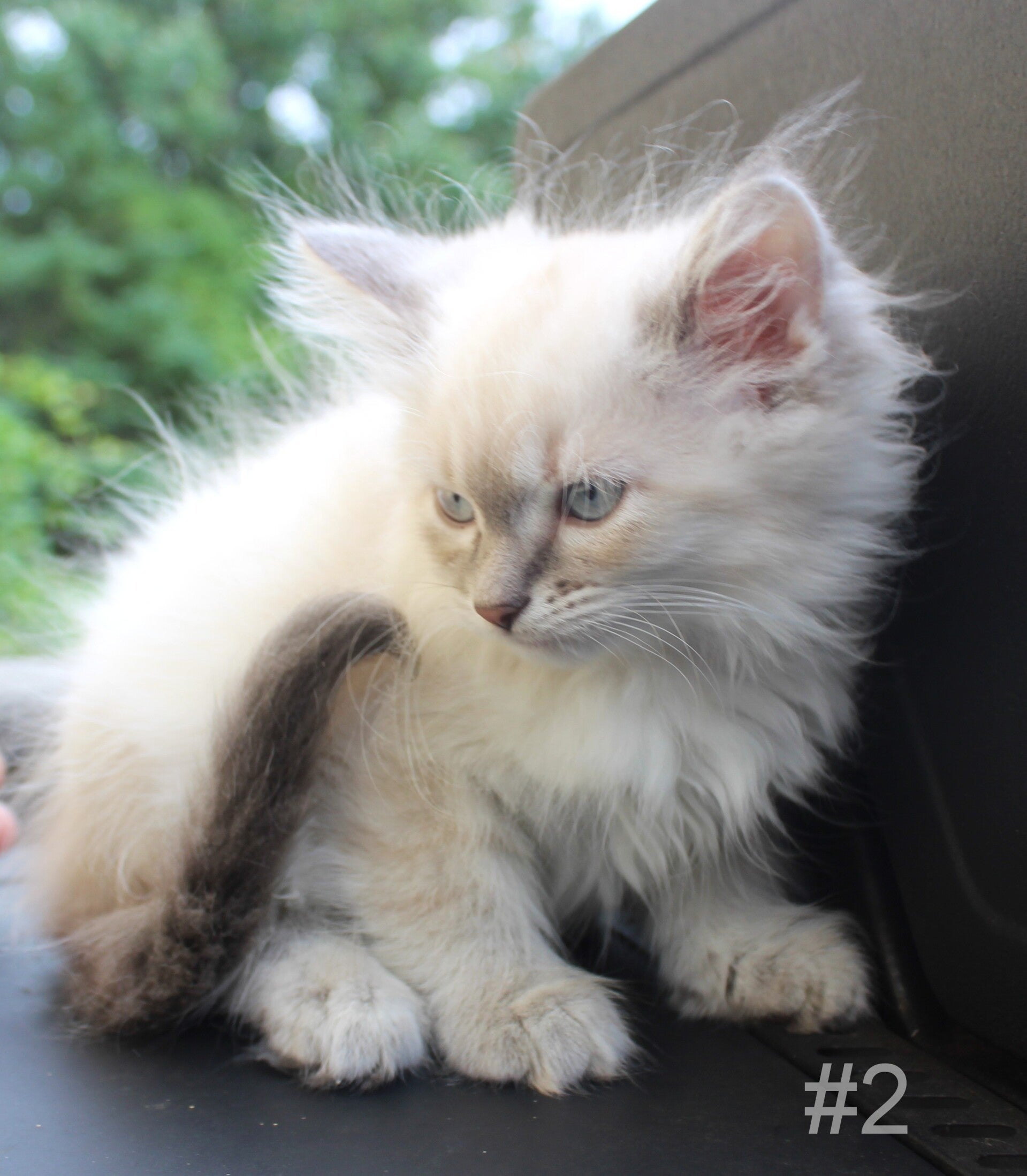 Cotton