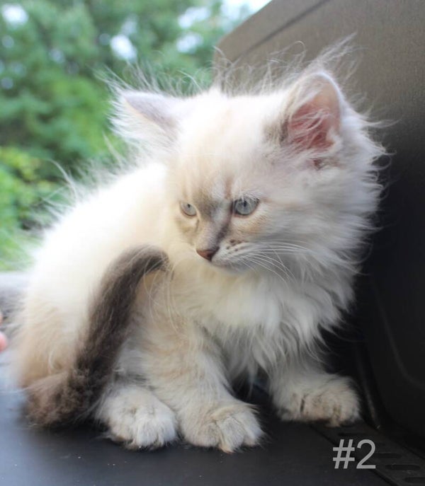 Cotton