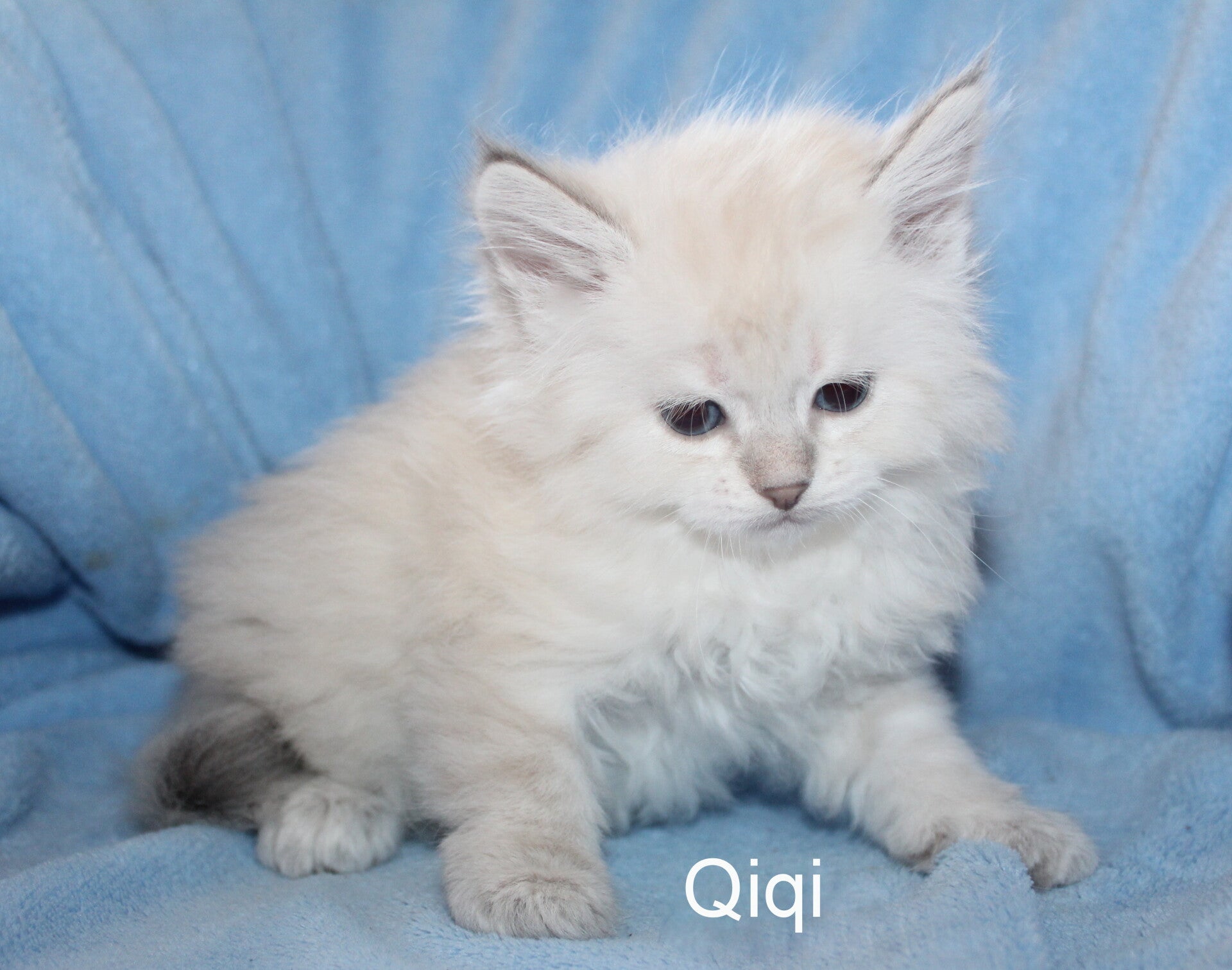 Qiqi