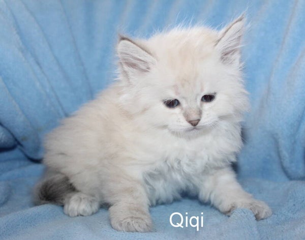 Qiqi