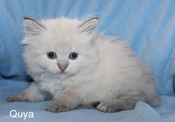 Quya