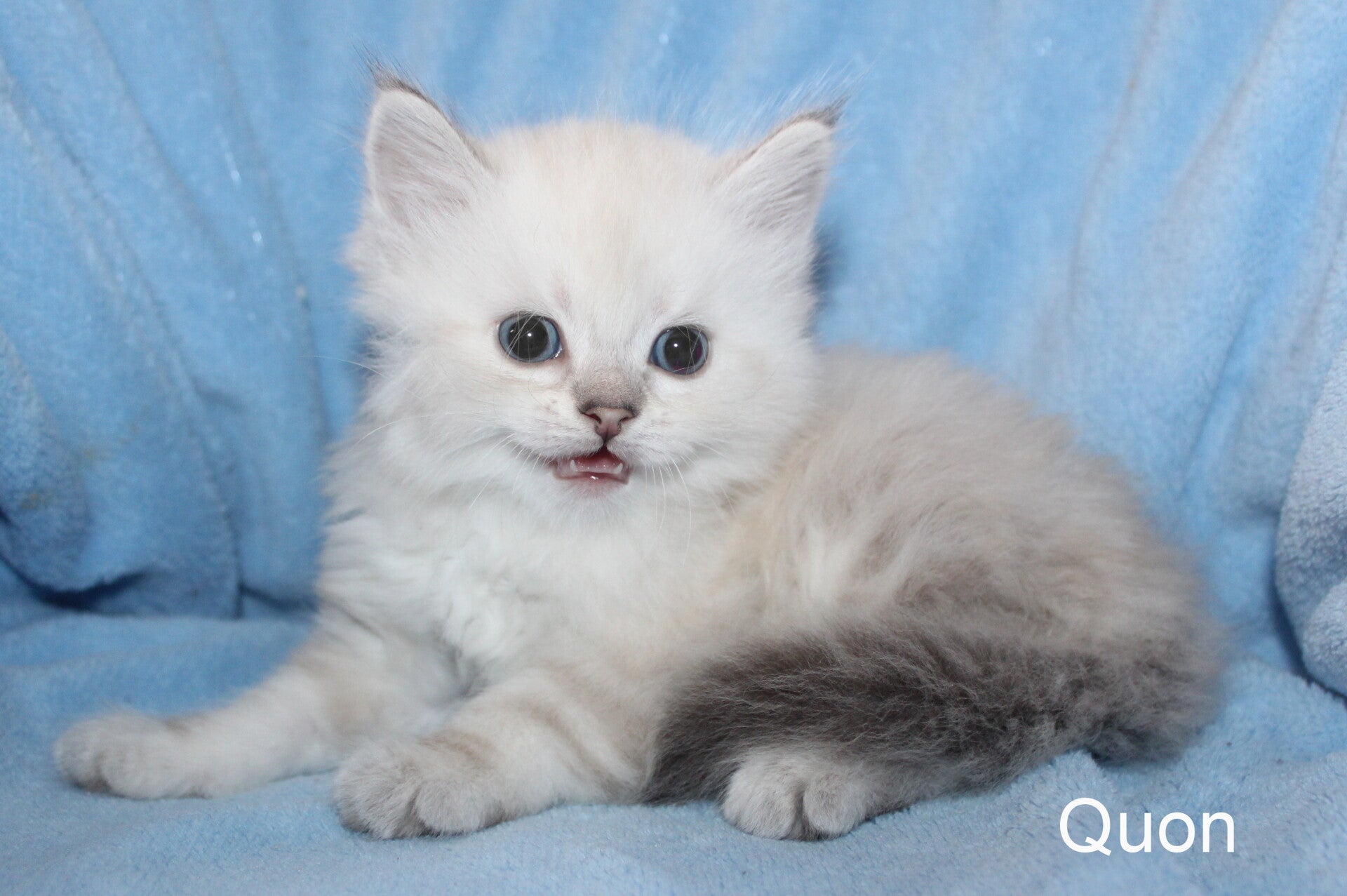 Quon