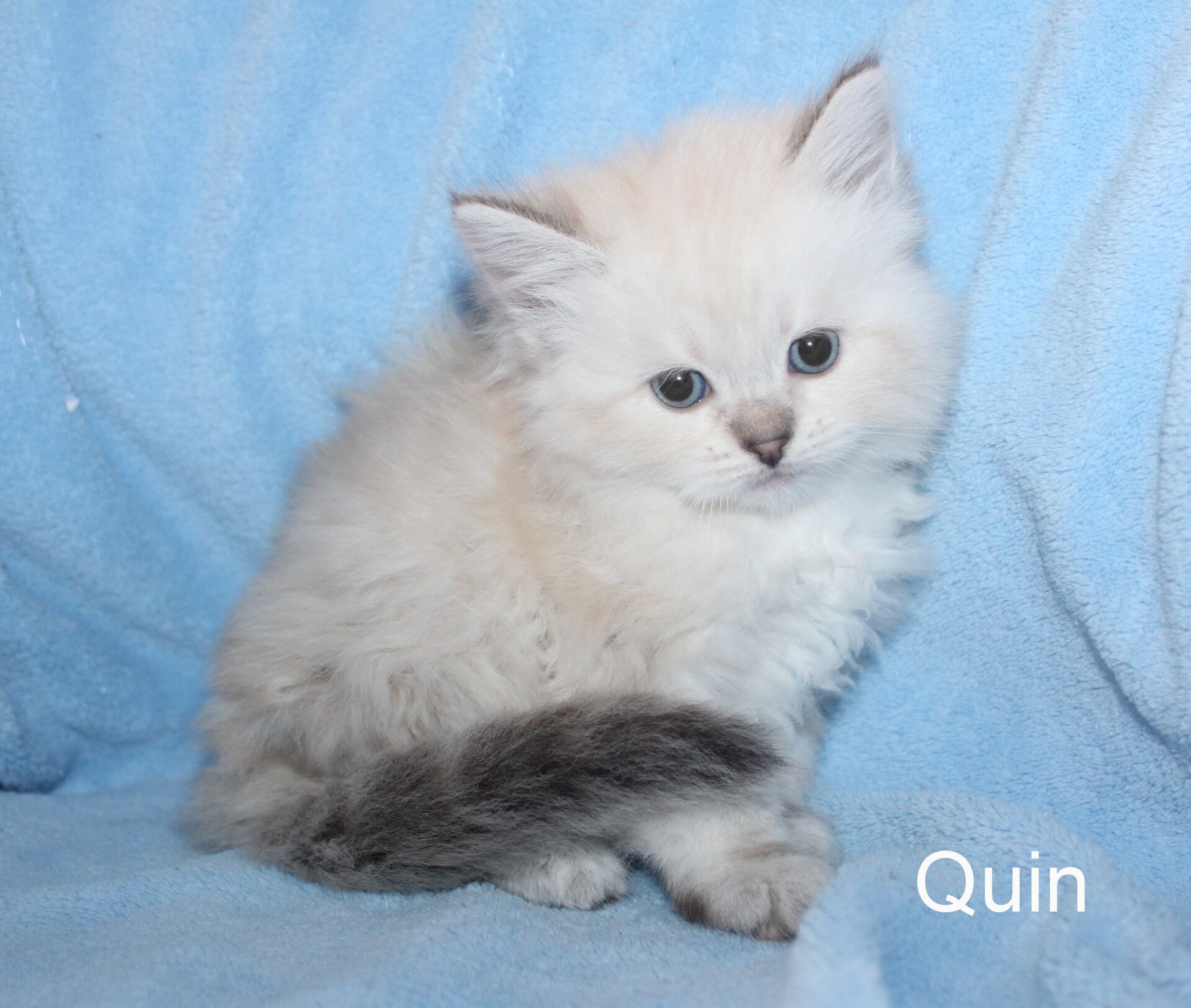Quin