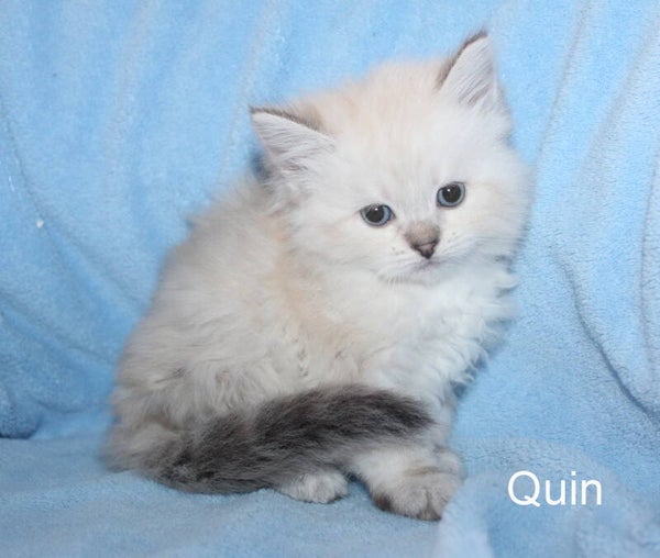 Quin
