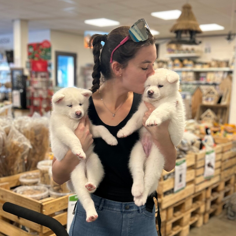 Yonne met twee lieve witte akita pupjes uit het Minato Mokum Go Ni nest tijdens een socialisatie uitje naar de dierenwinkel. Een van de pupjes krijgt een kusje op zijn hoofd.