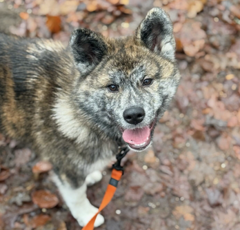 Vrolijke, sociale, gezonde en mooie Brindle Akita pup tijdens een wandeling in het bos in Soesterberg.