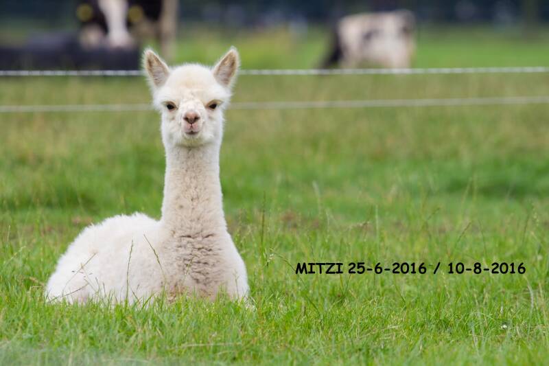 Alpacaveulen Mitzi