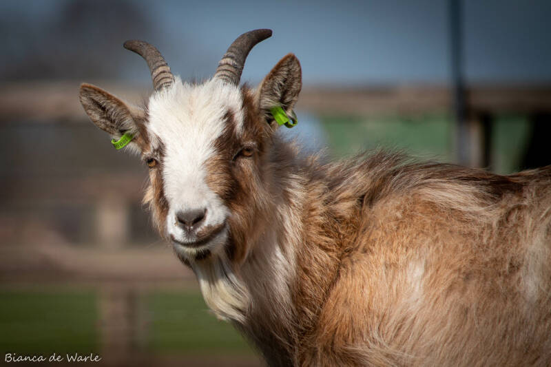 Nederlandse landgeit ZIGGI VAN DE WEIDEN